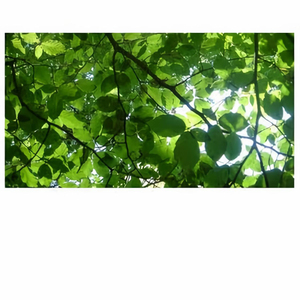 视频在线观看一区
